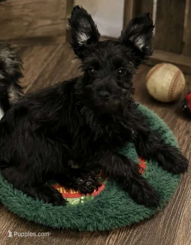 Indy – Miniature Schnauzer puppy for sale in Lancaster, CA