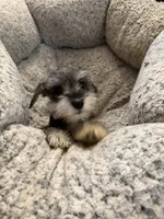 Izabella , a female Miniature Schnauzer for sale in Lancaster, CA – 4 of 6