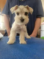 Jax, a male Miniature Schnauzer for sale in Lancaster, CA – 2 of 2