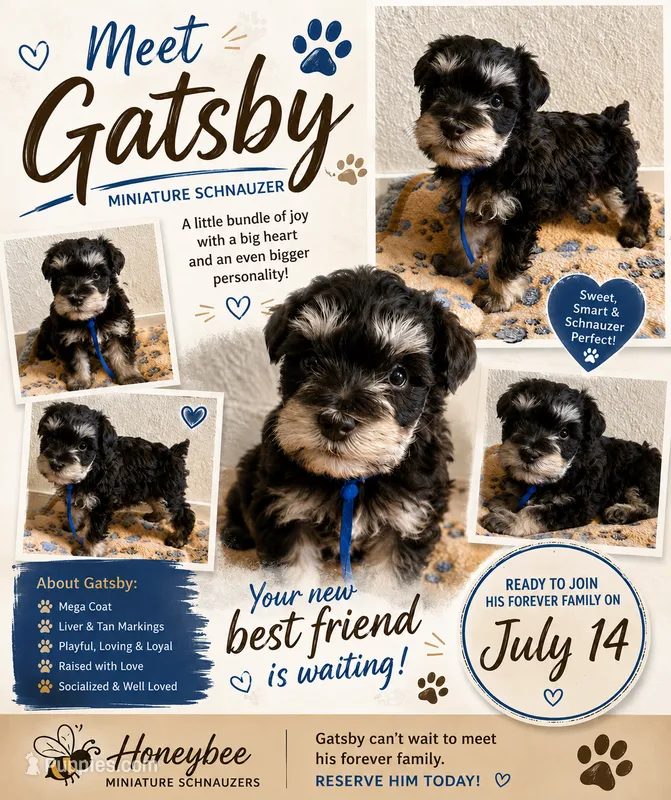 Gatsby  – Miniature Schnauzer puppy for sale in Lancaster, CA