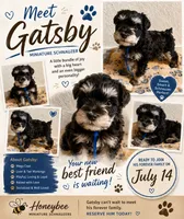 Gatsby , a male Miniature Schnauzer for sale in Lancaster, CA – 1 of 1