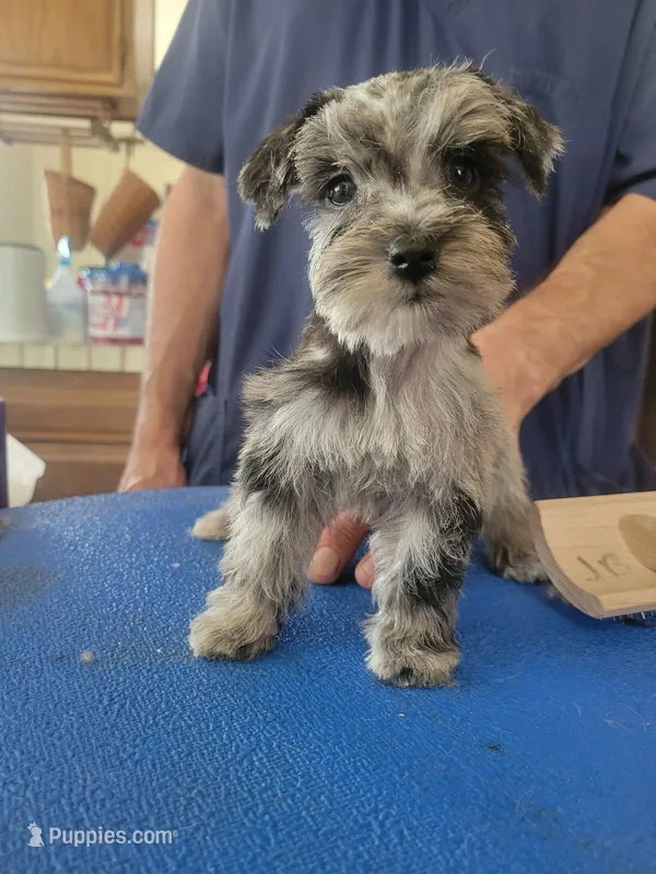 Jett – Miniature Schnauzer puppy for sale in Lancaster, CA