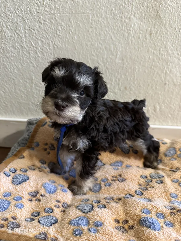 Gatsby  – Miniature Schnauzer puppy for sale in Lancaster, CA