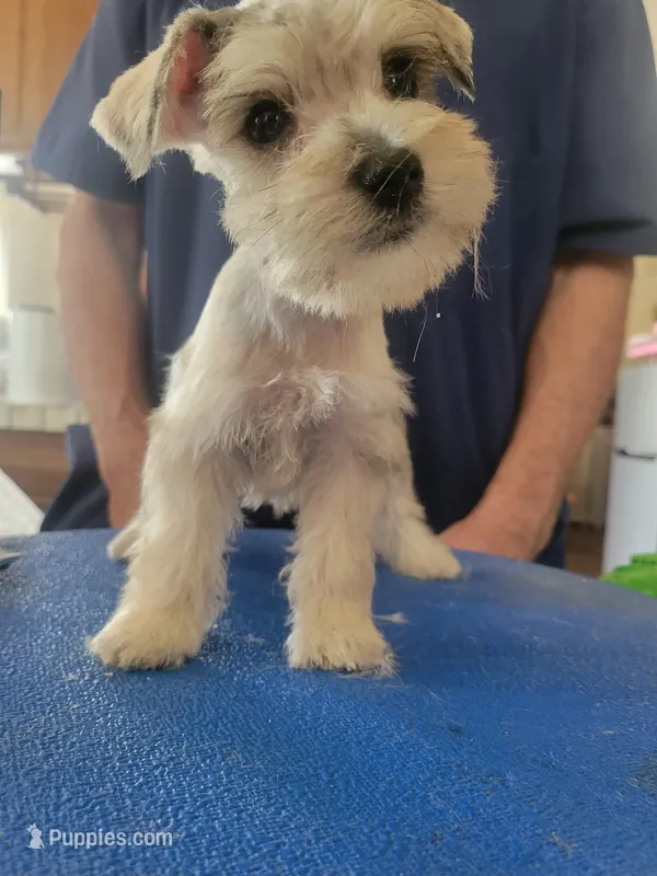 Jax – Miniature Schnauzer puppy for sale in Lancaster, CA