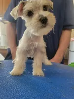 Jax, a male Miniature Schnauzer for sale in Lancaster, CA – 1 of 2
