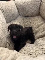 Ivy , a female Miniature Schnauzer for sale in Lancaster, CA – 5 of 5