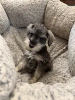 Izabella , a female Miniature Schnauzer for sale in Lancaster, CA – 6 of 6