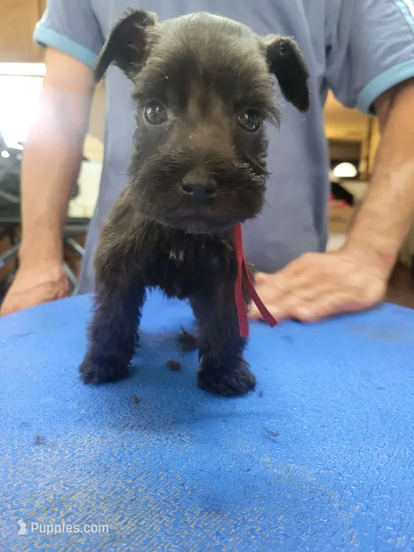 Indy – Miniature Schnauzer puppy for sale in Lancaster, CA