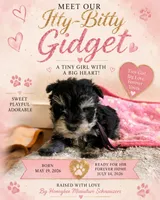 Gidget , a female Miniature Schnauzer for sale in Lancaster, CA – 1 of 1
