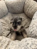 Izabella , a female Miniature Schnauzer for sale in Lancaster, CA – 2 of 6