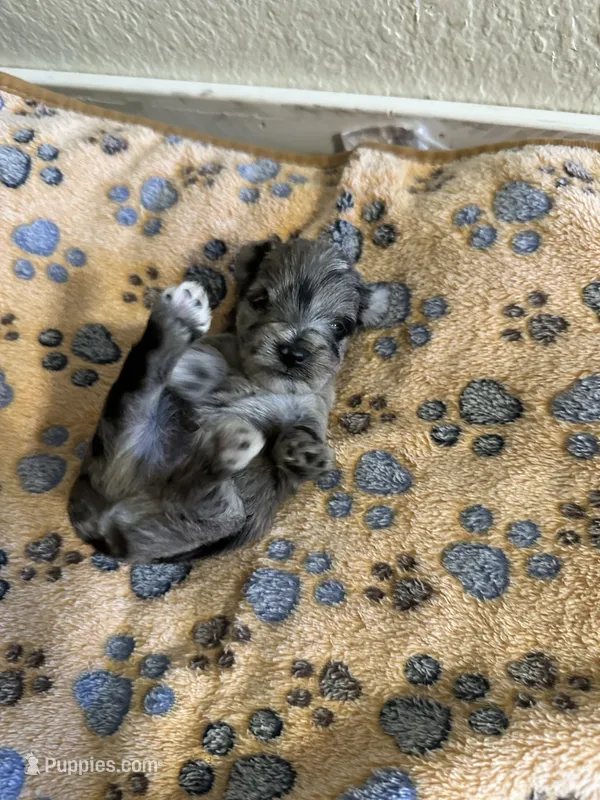 Jett – Miniature Schnauzer puppy for sale in Lancaster, CA