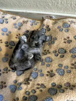 Jett, a male Miniature Schnauzer for sale in Lancaster, CA – 1 of 1