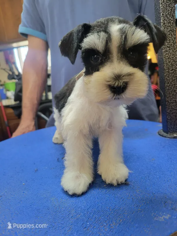 Gemma  – Miniature Schnauzer puppy for sale in Lancaster, CA