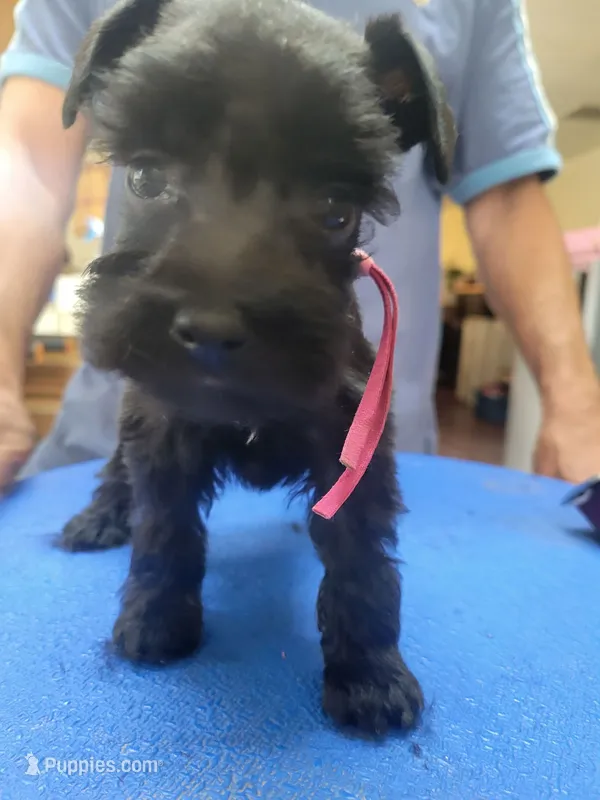 Ivy  – Miniature Schnauzer puppy for sale in Lancaster, CA
