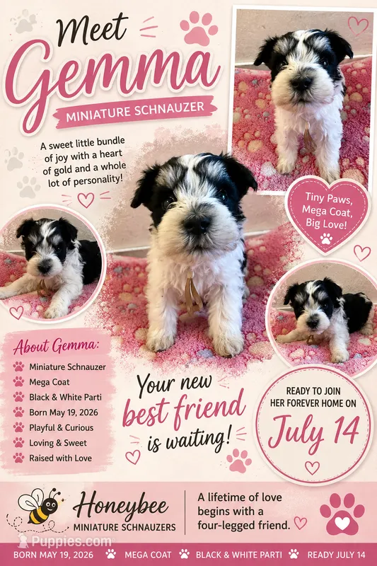 Gemma  – Miniature Schnauzer puppy for sale in Lancaster, CA