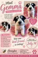 Gemma , a female Miniature Schnauzer for sale in Lancaster, CA – 1 of 1