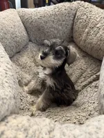 Izabella , a female Miniature Schnauzer for sale in Lancaster, CA – 3 of 6
