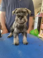 Jagger, a male Miniature Schnauzer for sale in Lancaster, CA – 1 of 2