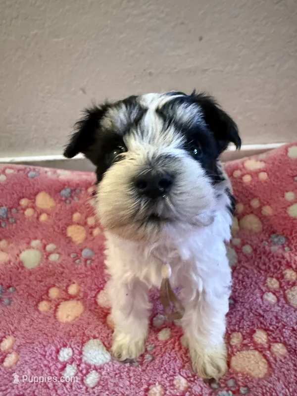 Gemma  – Miniature Schnauzer puppy for sale in Lancaster, CA