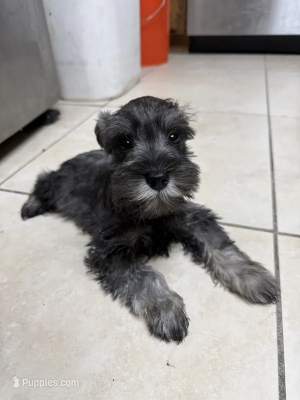 Hudson  – Miniature Schnauzer puppy for sale in Lancaster, CA