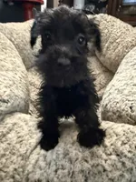 Ivy , a female Miniature Schnauzer for sale in Lancaster, CA – 2 of 5