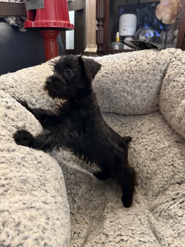 Ivy  – Miniature Schnauzer puppy for sale in Lancaster, CA