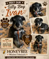 Ivan , a male Miniature Schnauzer for sale in Lancaster, CA – 1 of 1