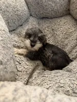 Izabella , a female Miniature Schnauzer for sale in Lancaster, CA – 1 of 6