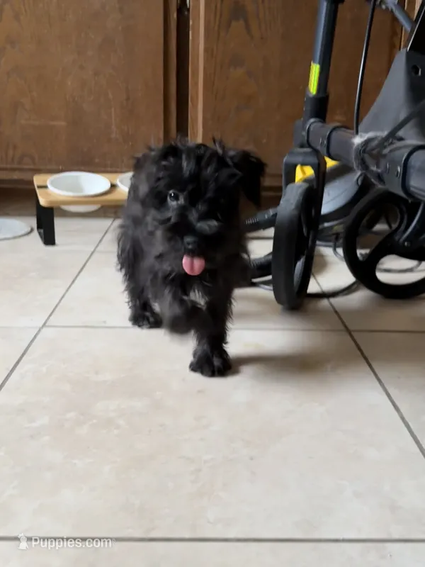 Ivy  – Miniature Schnauzer puppy for sale in Lancaster, CA