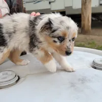 Girl 2, a female Australian Shepherd for sale in Louisville, NE – 1 of 5