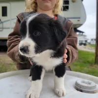Girl 7, a male Australian Shepherd for sale in Louisville, NE – 2 of 5