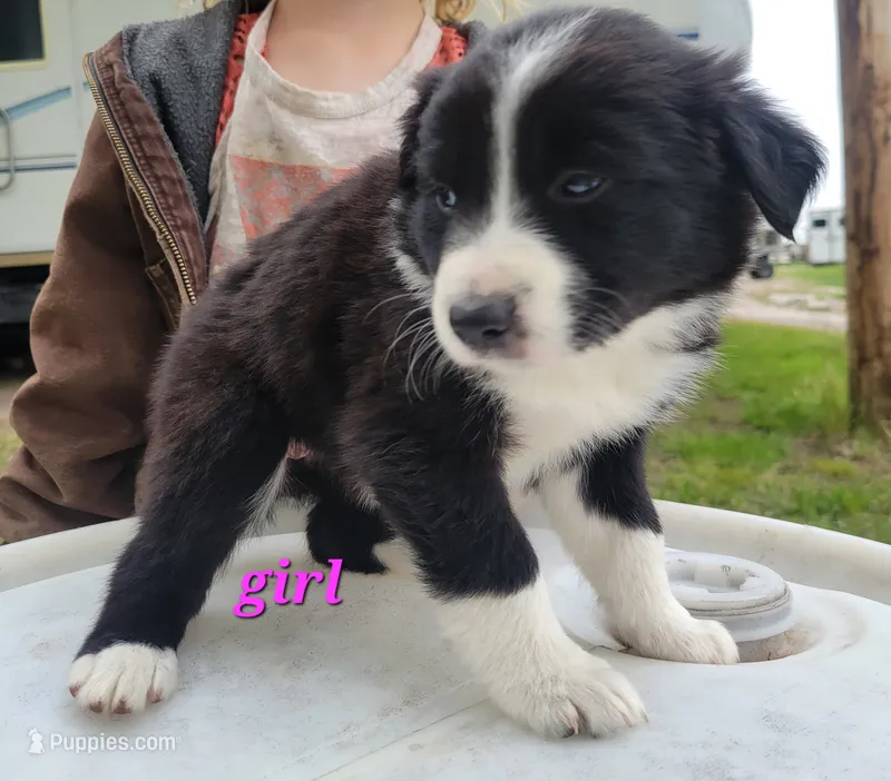 Girl 7 – Australian Shepherd puppy for sale in Louisville, NE
