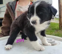 Girl 7, a male Australian Shepherd for sale in Louisville, NE – 1 of 5