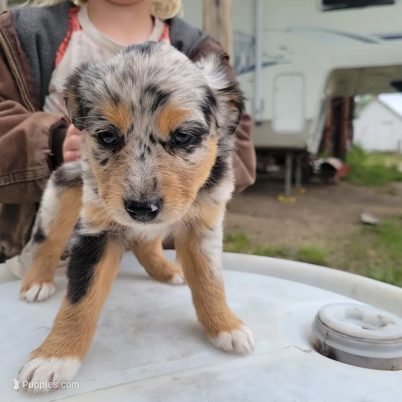 Girl 5 – Australian Shepherd puppy for sale in Louisville, NE