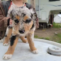 Girl 5, a female Australian Shepherd for sale in Louisville, NE – 1 of 5