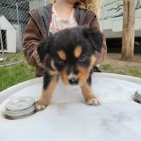  Boy 1, a male Australian Shepherd for sale in Louisville, NE – 1 of 4