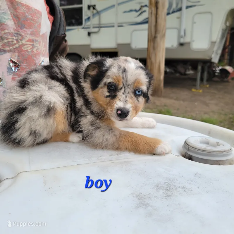 Boy 2 – Australian Shepherd puppy for sale in Louisville, NE