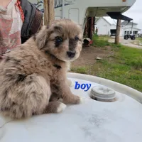 Boy 5, a male Australian Shepherd for sale in Louisville, NE – 2 of 5