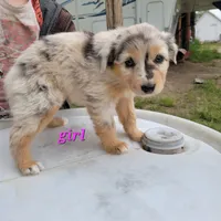 Girl 6, a female Australian Shepherd for sale in Louisville, NE – 2 of 5