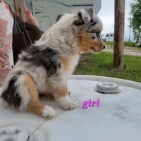Girl 3, a female Australian Shepherd for sale in Louisville, NE – 2 of 5