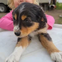 Girl 1, a female Australian Shepherd for sale in Louisville, NE – 2 of 5