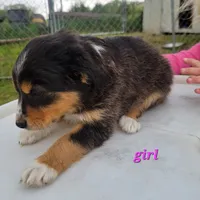 Girl 1, a female Australian Shepherd for sale in Louisville, NE – 1 of 5