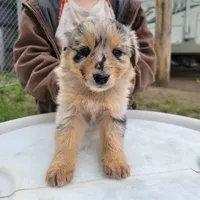 Girl 4, a female Australian Shepherd for sale in Louisville, NE – 1 of 5