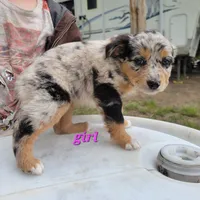 Girl 5, a female Australian Shepherd for sale in Louisville, NE – 2 of 5
