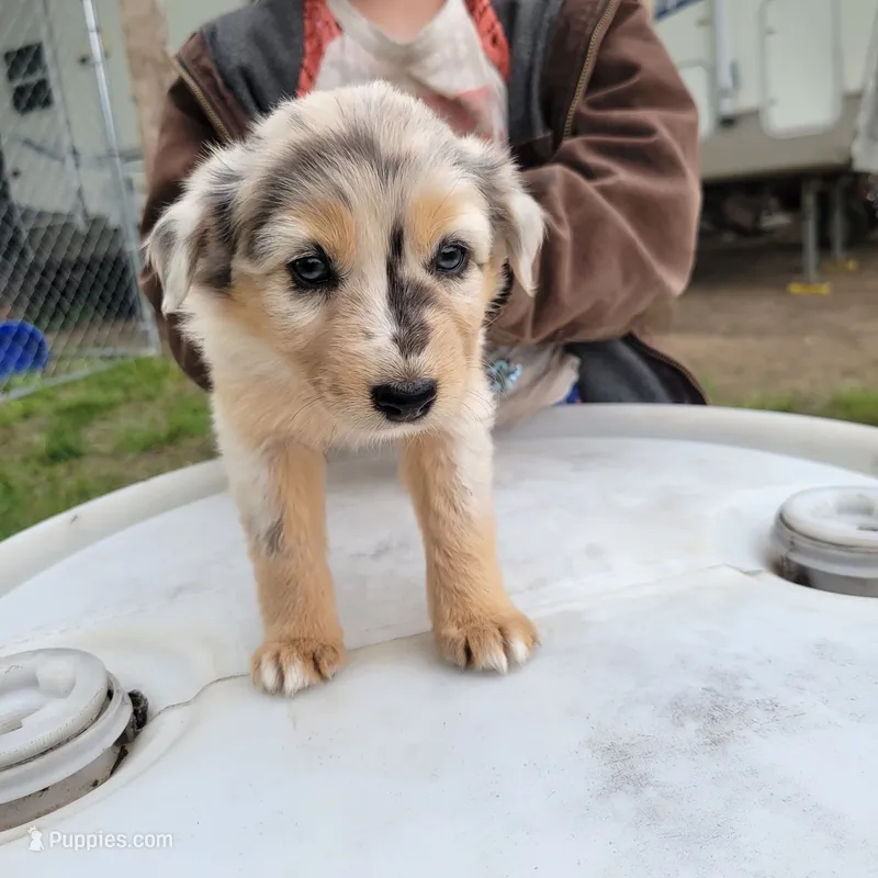 Girl 6 – Australian Shepherd puppy for sale in Louisville, NE