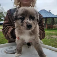 Girl 8, a male Australian Shepherd for sale in Louisville, NE – 2 of 5