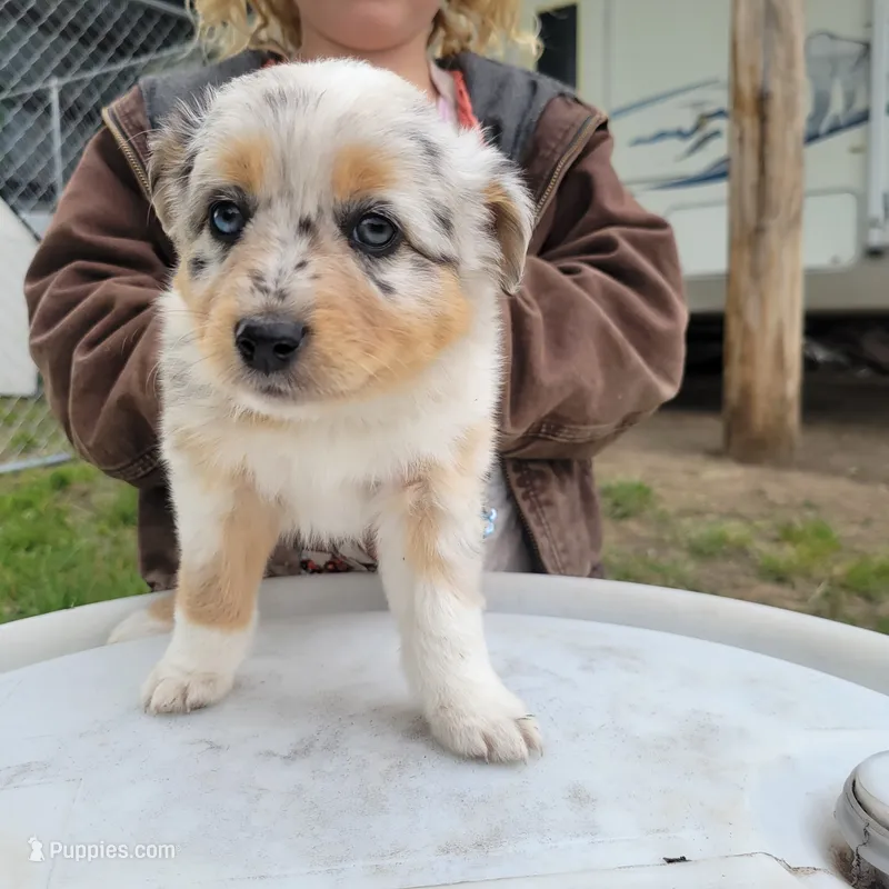 Girl 3 – Australian Shepherd puppy for sale in Louisville, NE