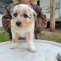 Girl 3, a female Australian Shepherd for sale in Louisville, NE – 1 of 5