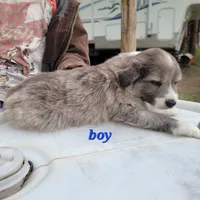 Boy 4, a male Australian Shepherd for sale in Louisville, NE – 2 of 5