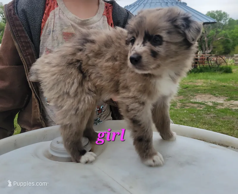 Girl 8 – Australian Shepherd puppy for sale in Louisville, NE